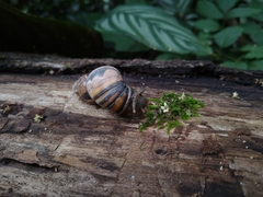 Orthalicus phlogerus