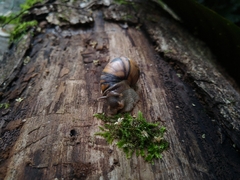 Orthalicus phlogerus