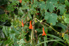 Tropaeolum tuberosum