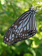 Parantica aglea aglea