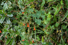 Tropaeolum tuberosum
