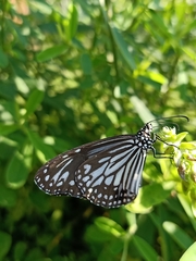 Parantica aglea aglea