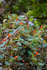 Tropaeolum tuberosum