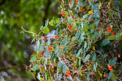 Tropaeolum tuberosum