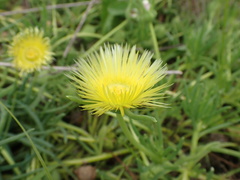 Conicosia pugioniformis