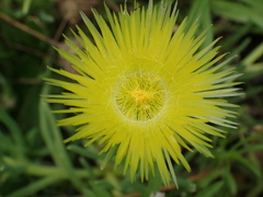 Conicosia pugioniformis