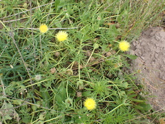 Conicosia pugioniformis