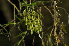 Epidendrum angustissimum