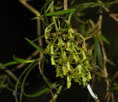 Epidendrum angustissimum
