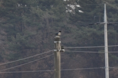 Pica serica