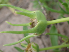 Conicosia pugioniformis