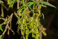 Epidendrum angustissimum