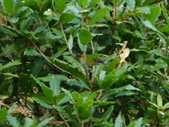 Chlorospingus canigularis