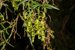 Epidendrum angustissimum
