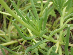 Conicosia pugioniformis