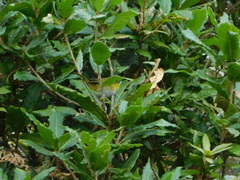 Chlorospingus canigularis