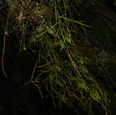 Epidendrum angustissimum