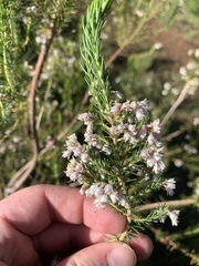Erica brownleeae