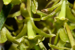 Epidendrum angustissimum