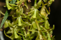 Epidendrum angustissimum