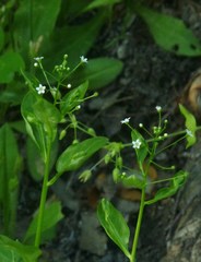 Samolus parviflorus