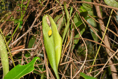 Pleurothallis apopsis