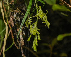 Epidendrum angustissimum