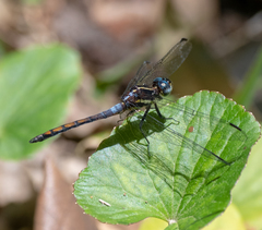 Dasythemis