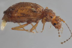 Dasycerus concolor