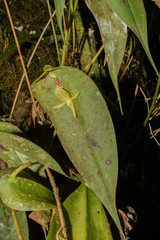 Pleurothallis apopsis