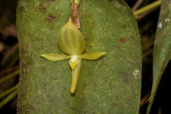 Pleurothallis apopsis