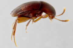 Ptomaphagus