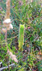 Struthiola argentea