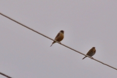 Chloris sinica