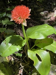 Scadoxus
