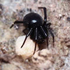 Steatoda paykulliana