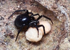 Steatoda paykulliana