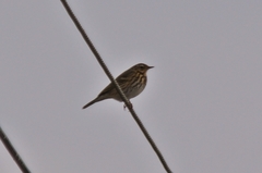 Anthus hodgsoni