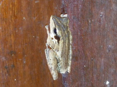 Polypedates leucomystax