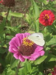 Pieris balcana
