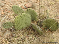 Opuntia spinulifera