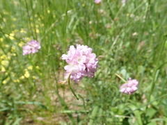 Armeria arenaria