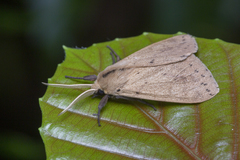 Spilosoma cervina