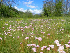 Armeria arenaria