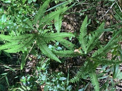 Sticherus quadripartitus