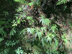 Sticherus quadripartitus