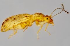Dasycerus carolinensis