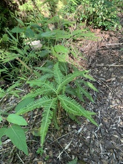 Sticherus quadripartitus