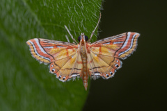 Ambia decoralis