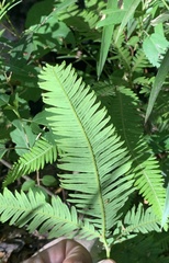 Sticherus quadripartitus